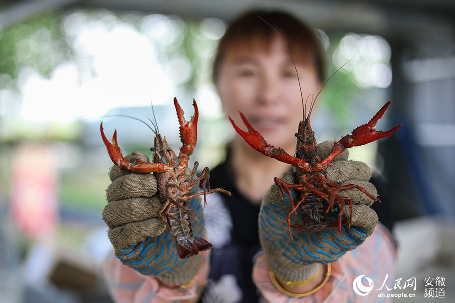 五河县沱湖乡大岗村稻虾养殖基地，工作人员展示捕获的小龙虾。张俊 摄