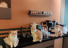 “网红”宠物咖啡馆的安全隐患：猫咖逗猫被抓伤 责任怎么算？