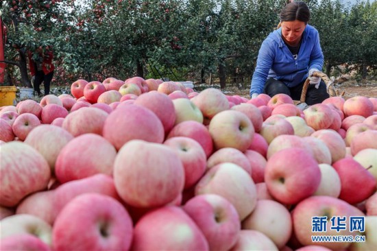 （社会）（4）河北迁安：苹果丰收富农家