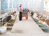 大朝山東鎮：老產業新發展 肉牛產業助力鄉村振興