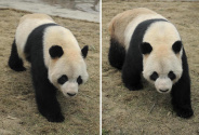 “大熊猫情缘”成就中比生物多样性合作佳话