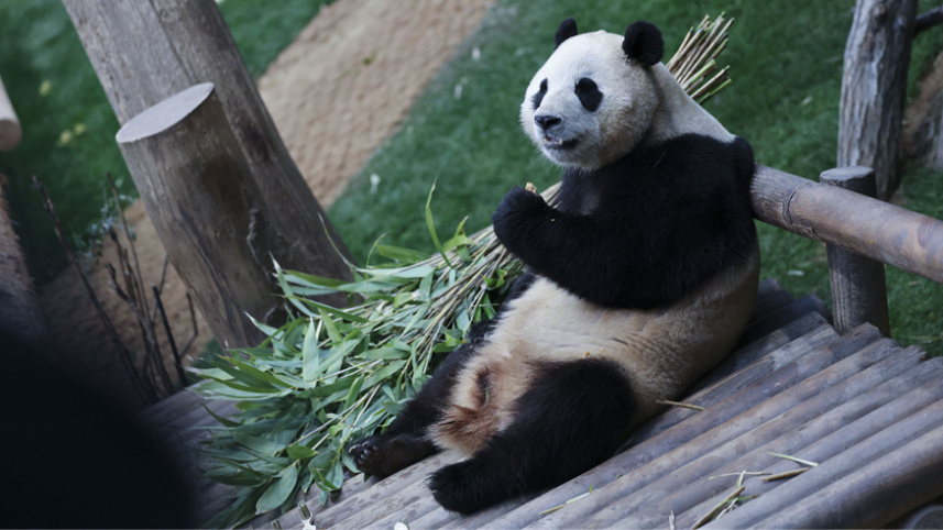 旅韓大熊貓福寶將于四月回國